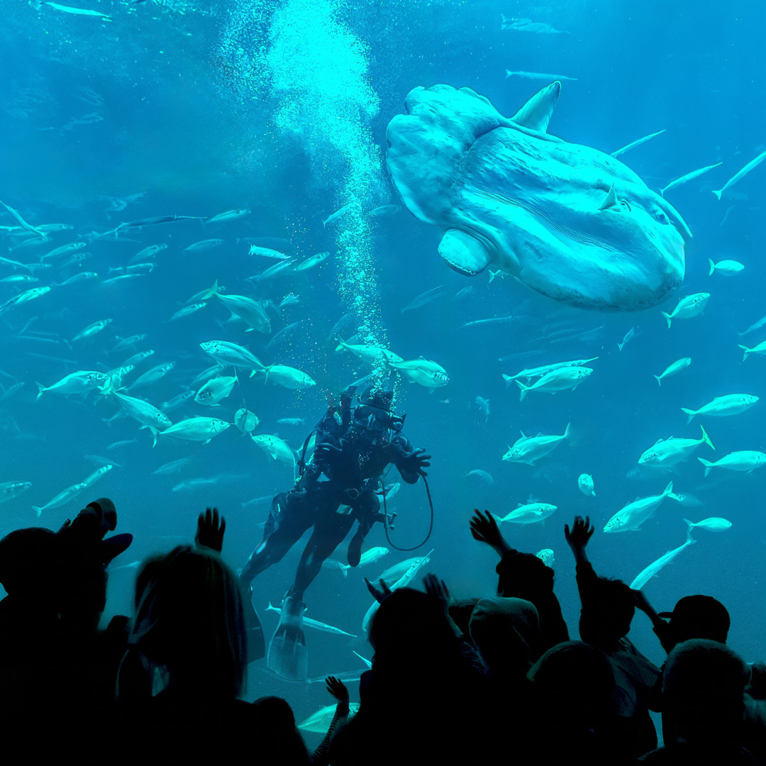 Nordsøen Oceanarium